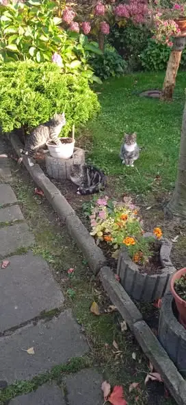 Trzy koty z gminy Lichnowy szukają nowego domu